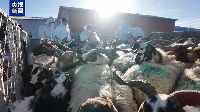  新春走基层丨下山借牧还交上了朋友 这趟“冬牧”值了 新闻 新春走基层丨下山借牧还交上了朋友 这趟“冬牧”值了 新闻 新春走基层丨下山借牧还交上了朋友 这趟“冬牧”值了 新闻