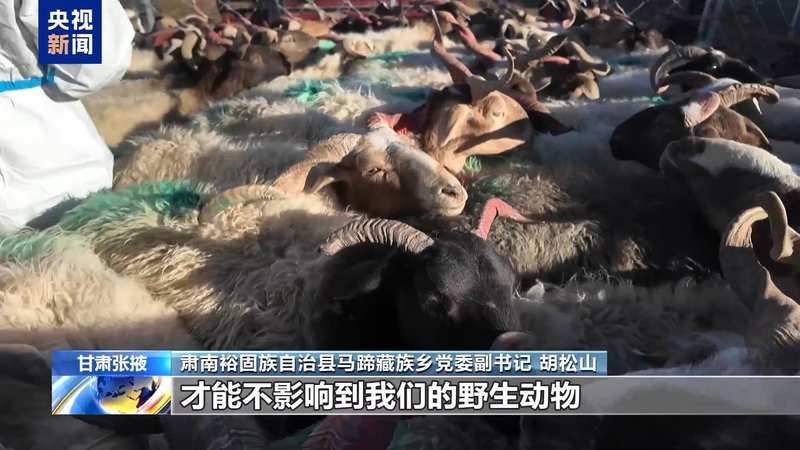  新春走基层丨下山借牧还交上了朋友 这趟“冬牧”值了 新闻 新春走基层丨下山借牧还交上了朋友 这趟“冬牧”值了 新闻 新春走基层丨下山借牧还交上了朋友 这趟“冬牧”值了 新闻