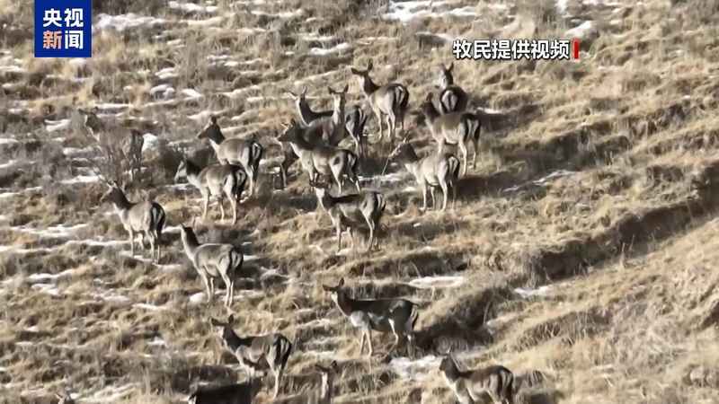  新春走基层丨下山借牧还交上了朋友 这趟“冬牧”值了 新闻 新春走基层丨下山借牧还交上了朋友 这趟“冬牧”值了 新闻 新春走基层丨下山借牧还交上了朋友 这趟“冬牧”值了 新闻