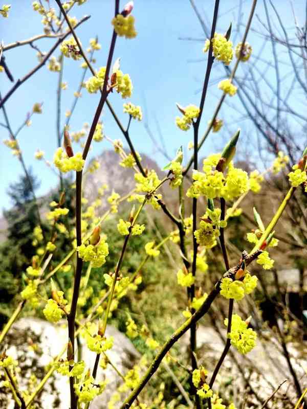  红河谷春日生态深度观察：一份来自山谷的自然观察笔记 文化旅游