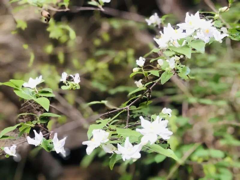  红河谷春日生态深度观察：一份来自山谷的自然观察笔记 文化旅游