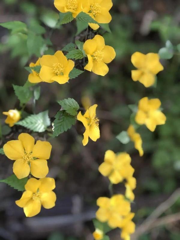  红河谷春日生态深度观察：一份来自山谷的自然观察笔记 文化旅游