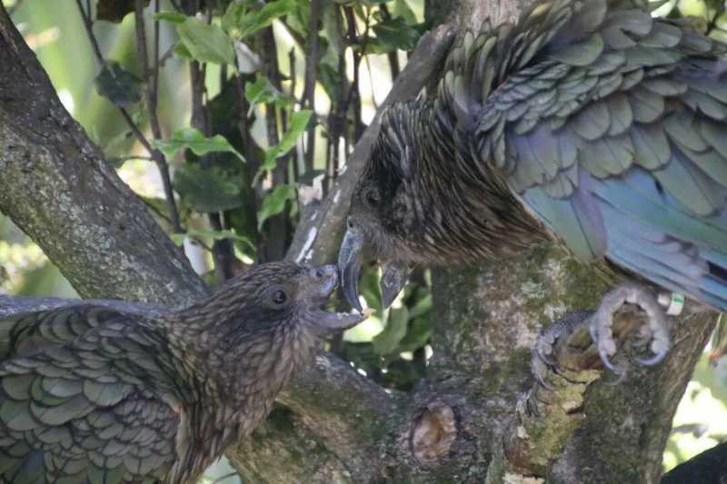  【深度解析】缺失上喙的啄羊鹦鹉，如何将生理缺陷逆转为战斗优势？ 新闻 【深度解析】缺失上喙的啄羊鹦鹉，如何将生理缺陷逆转为战斗优势？ 新闻