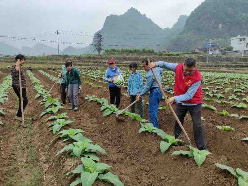  烟田排水体系与根茎病害防控：罗城烟草的技术攻坚实践 新闻 烟田排水体系与根茎病害防控：罗城烟草的技术攻坚实践 新闻 烟田排水体系与根茎病害防控：罗城烟草的技术攻坚实践 新闻