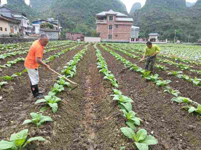  烟田排水体系与根茎病害防控：罗城烟草的技术攻坚实践 新闻 烟田排水体系与根茎病害防控：罗城烟草的技术攻坚实践 新闻 烟田排水体系与根茎病害防控：罗城烟草的技术攻坚实践 新闻