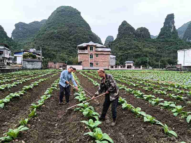  烟田排水体系与根茎病害防控：罗城烟草的技术攻坚实践 新闻 烟田排水体系与根茎病害防控：罗城烟草的技术攻坚实践 新闻 烟田排水体系与根茎病害防控：罗城烟草的技术攻坚实践 新闻